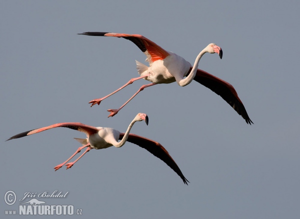 Plameňák růžový (Phoenicopterus roseus)