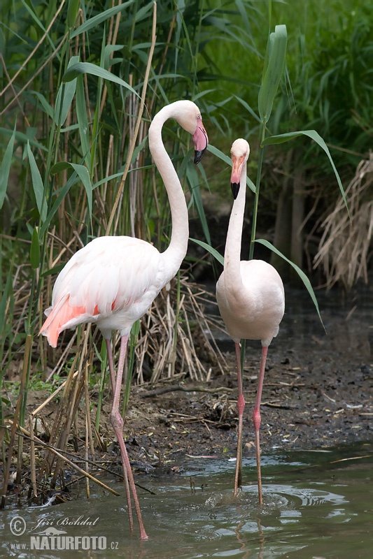 Plameniak ružový (Phoenicopterus roseus)