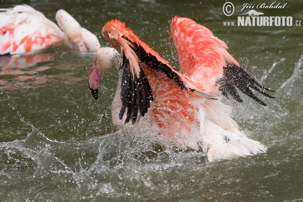 Plameniak ružový (Phoenicopterus roseus)