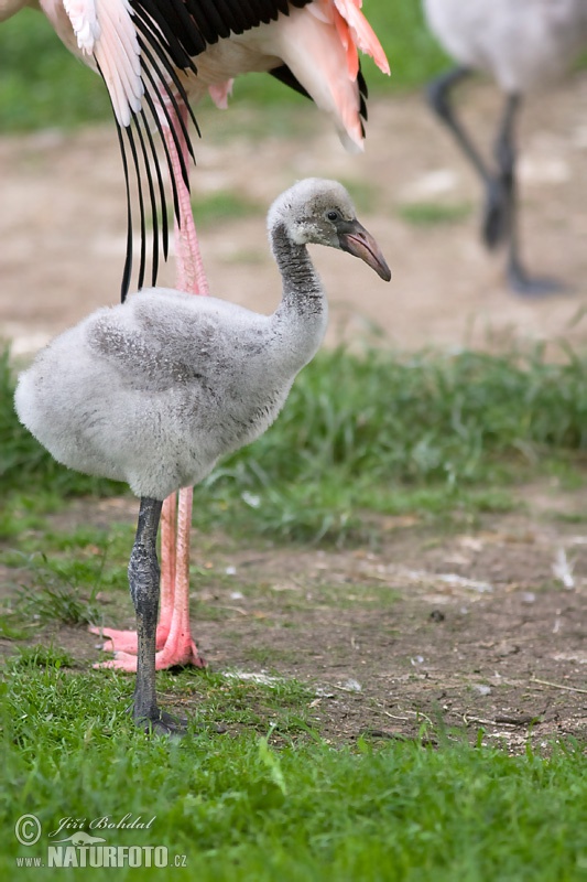 Plameniak ružový (Phoenicopterus roseus)