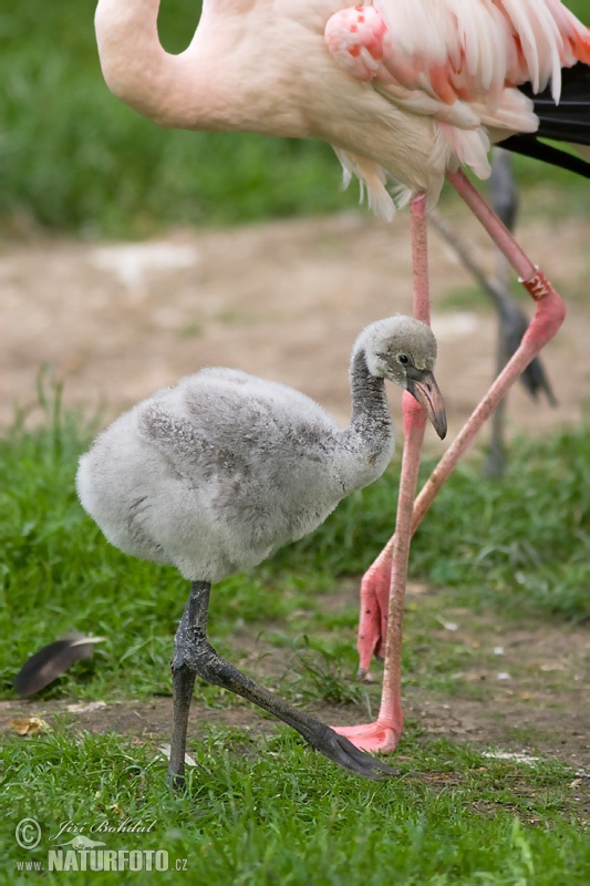 Plameniak ružový (Phoenicopterus roseus)