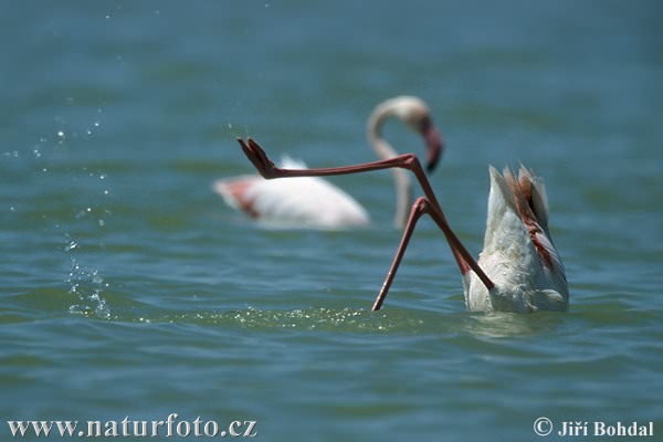 Plameniak ružový (Phoenicopterus roseus)