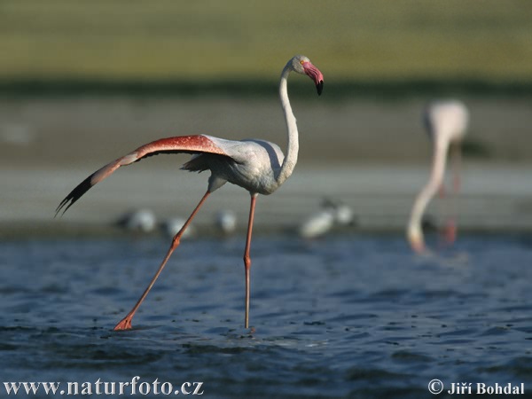 Plameniak ružový (Phoenicopterus roseus)