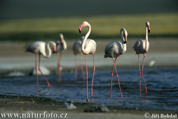 Plameniak ružový (Phoenicopterus roseus)