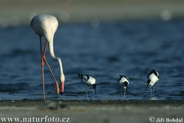 Plameniak ružový (Phoenicopterus roseus)