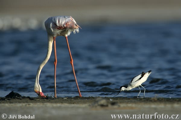 Plameniak ružový (Phoenicopterus roseus)