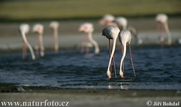 Plameniak ružový (Phoenicopterus roseus)