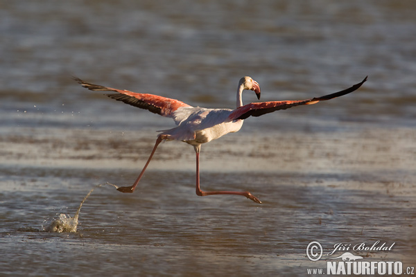 Plameniak ružový (Phoenicopterus roseus)