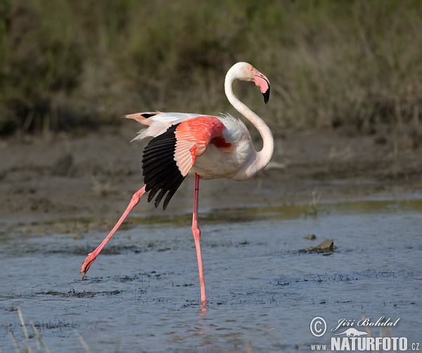 Plameniak ružový (Phoenicopterus roseus)