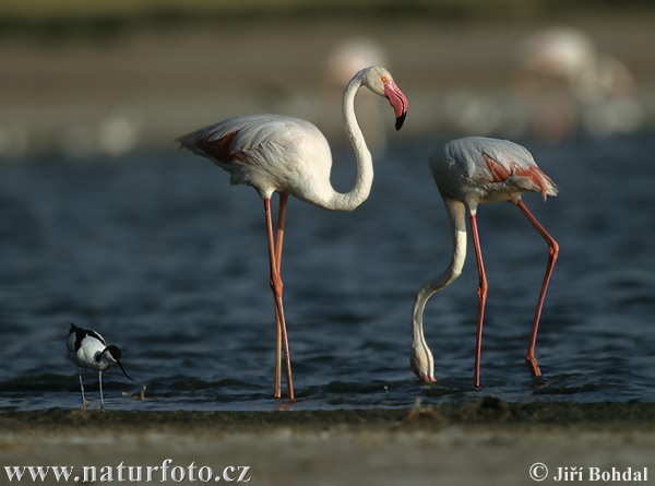 Plameniak ružový (Phoenicopterus roseus)