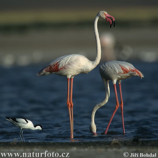 Plameniak ružový (Phoenicopterus roseus)