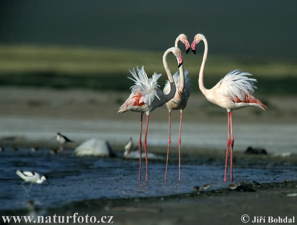 Plameniak ružový (Phoenicopterus roseus)