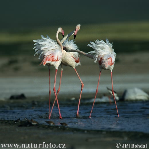 Plameniak ružový (Phoenicopterus roseus)