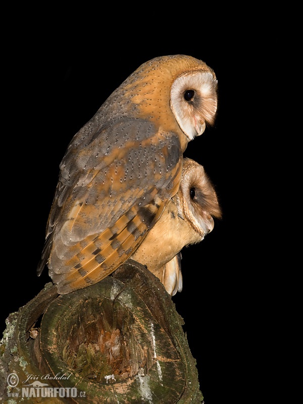 Plamienka driemavá (Tyto alba)