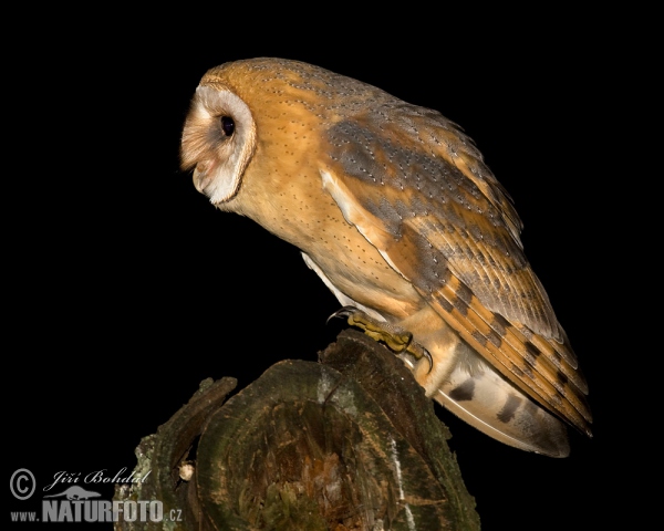 Plamienka driemavá (Tyto alba)