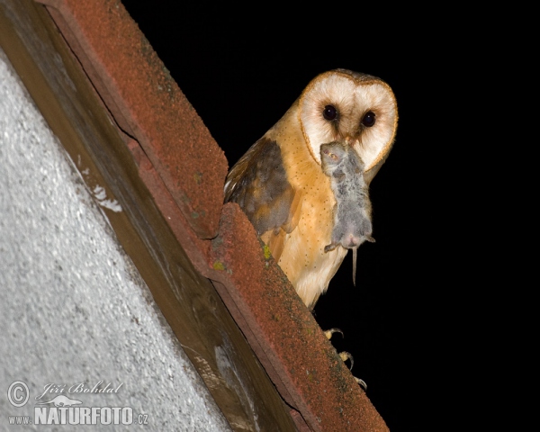 Plamienka driemavá (Tyto alba)