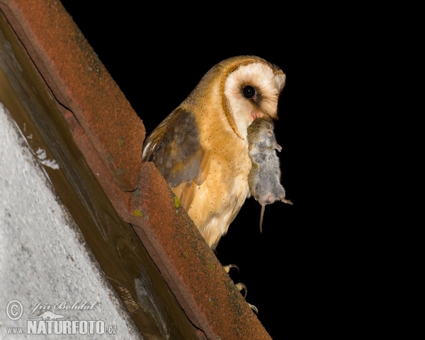 Plamienka driemavá (Tyto alba)