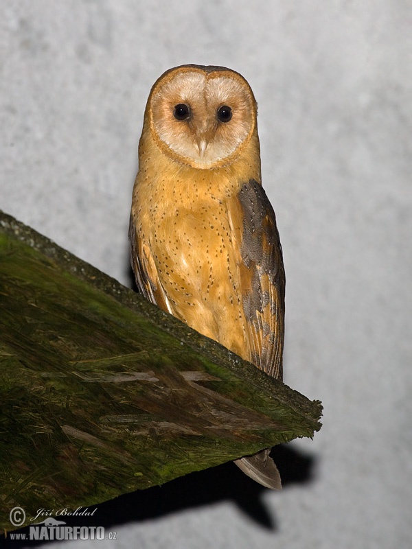 Plamienka driemavá (Tyto alba)