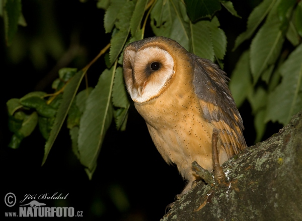 Plamienka driemavá (Tyto alba)