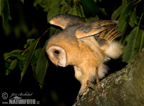 Plamienka driemavá (Tyto alba)