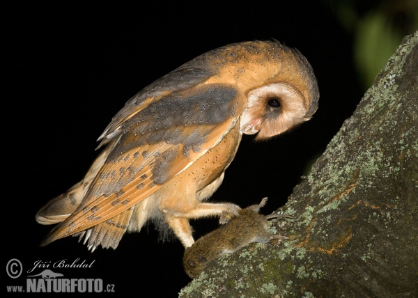 Plamienka driemavá (Tyto alba)