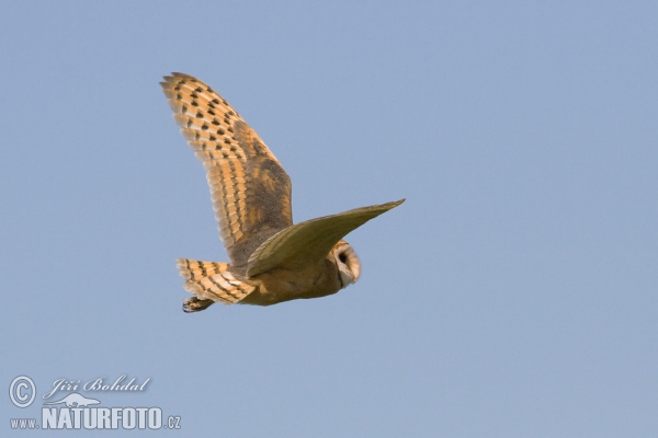 Plamienka driemavá (Tyto alba)