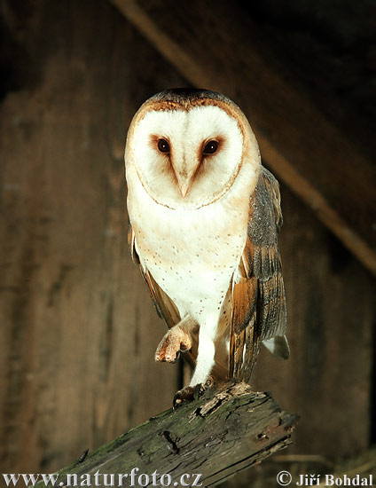 Plamienka driemavá (Tyto alba)