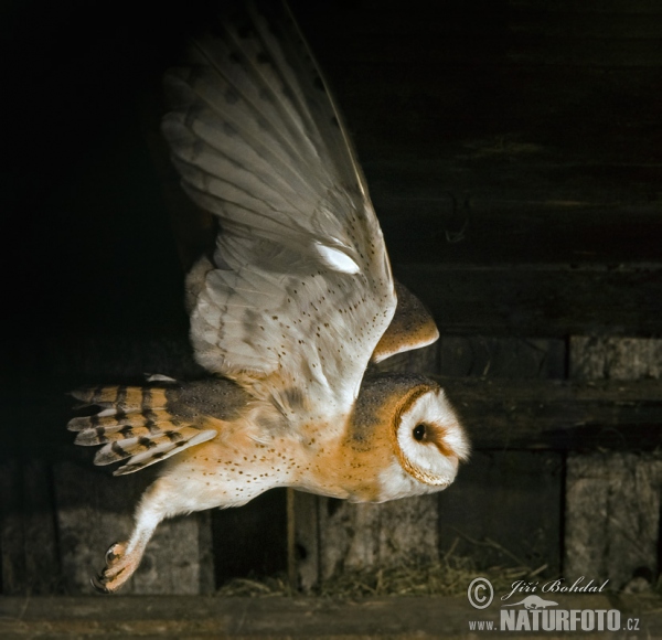 Plamienka driemavá (Tyto alba)