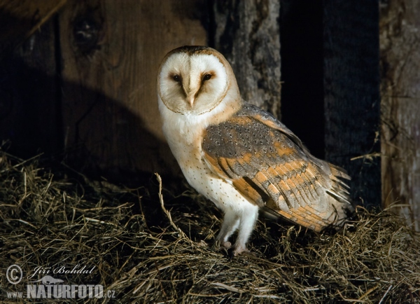 Plamienka driemavá (Tyto alba)