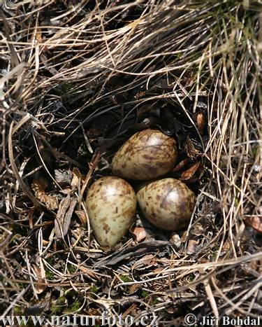 Pobrežník čiernozobý (Calidris alpina)