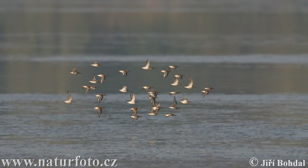 Pobrežník čiernozobý (Calidris alpina)