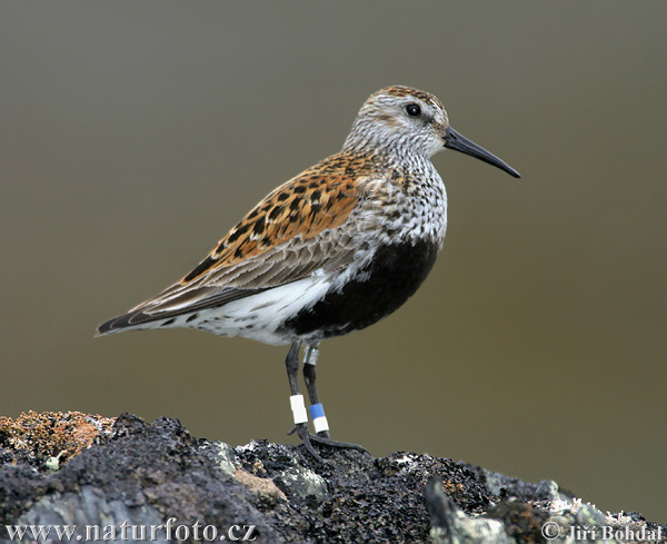 Pobrežník čiernozobý (Calidris alpina)