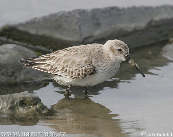 Pobrežník čiernozobý (Calidris alpina)