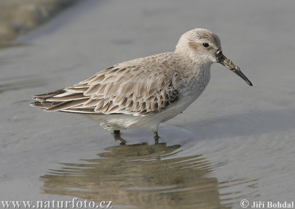 Pobrežník čiernozobý (Calidris alpina)