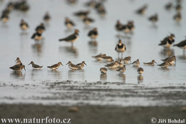 Pobrežník čiernozobý (Calidris alpina)