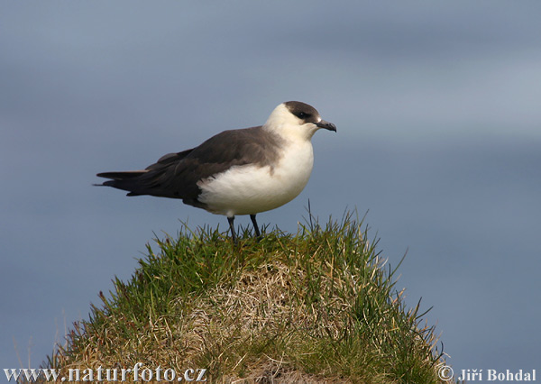 Pomorník príživný (Stercorarius parasiticus)