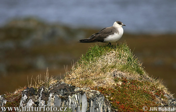 Pomorník príživný (Stercorarius parasiticus)