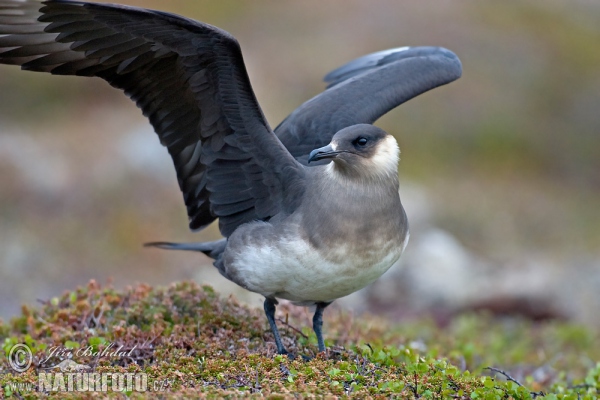 Pomorník príživný (Stercorarius parasiticus)