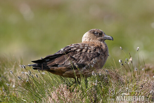 Pomorník skua (Stercorarius skua)