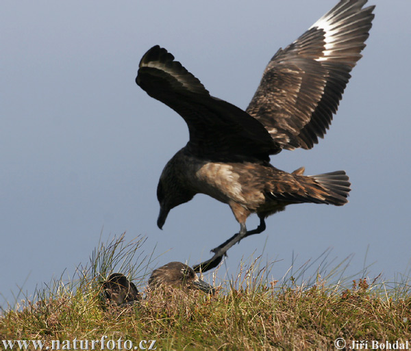 Pomorník skua (Stercorarius skua)