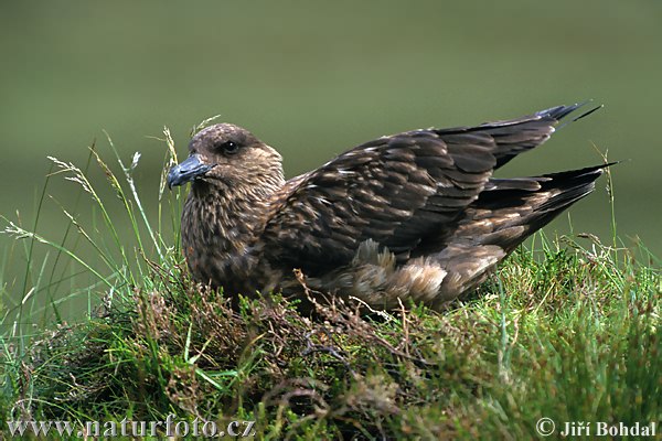 Pomorník skua (Stercorarius skua)