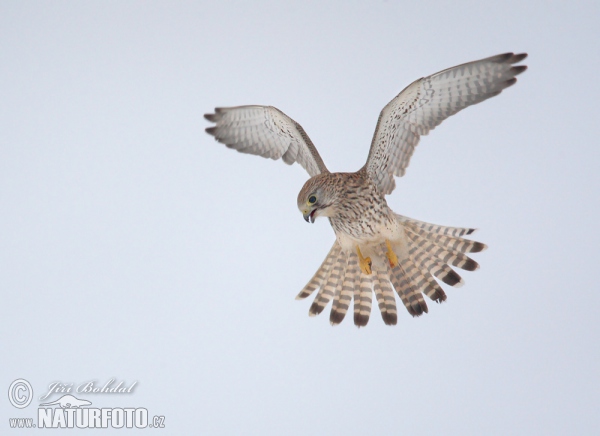 Poštolka obecná (Falco tinnunculus)