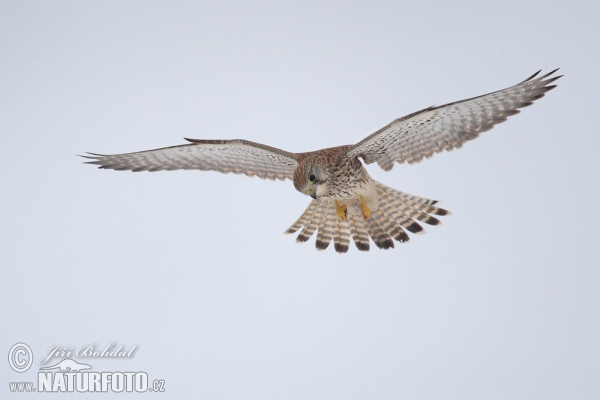 Poštolka obecná (Falco tinnunculus)