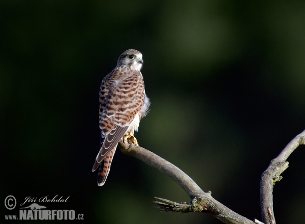 Poštolka obecná (Falco tinnunculus)