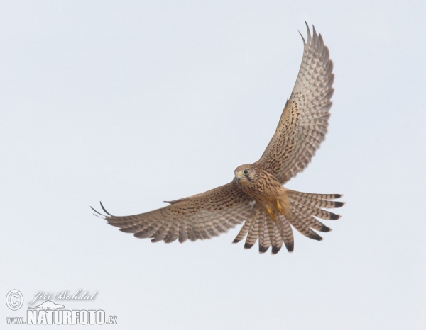 Poštolka obecná (Falco tinnunculus)