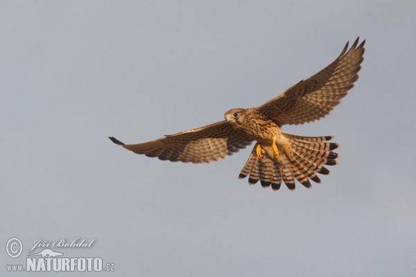 Poštolka obecná (Falco tinnunculus)