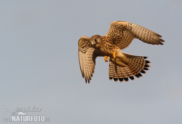 Poštolka obecná (Falco tinnunculus)