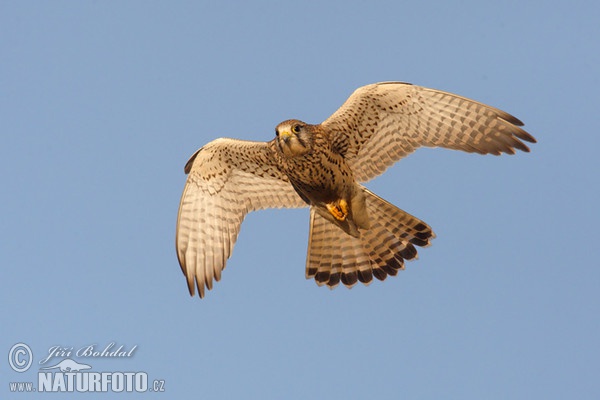 Poštolka obecná (Falco tinnunculus)