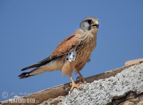 Poštolka obecná (Falco tinnunculus)