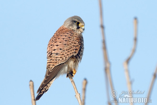 Poštolka obecná (Falco tinnunculus)